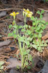 Tufted yellow woodsorrel